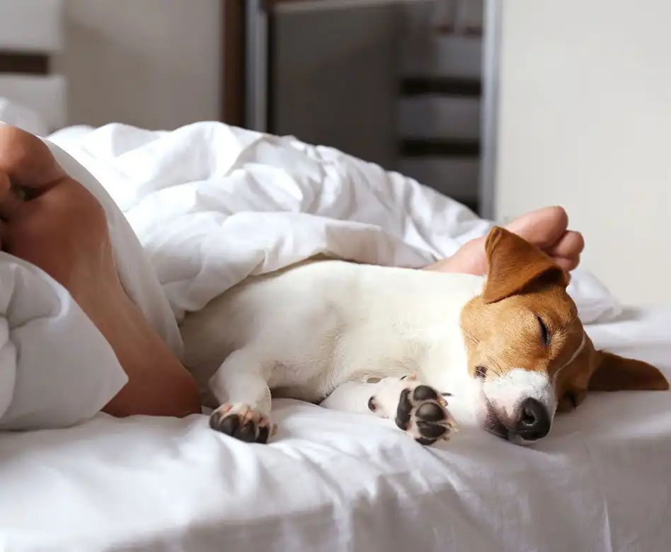  Pet Friendly Hotel